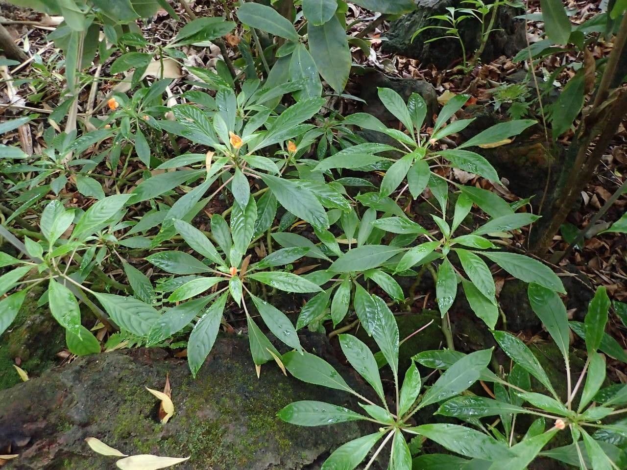 Balsamino 8