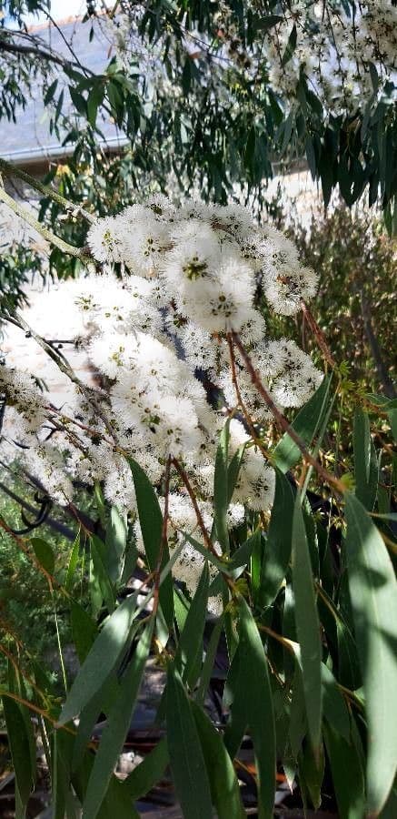 Schnee-Eukalyptus 5