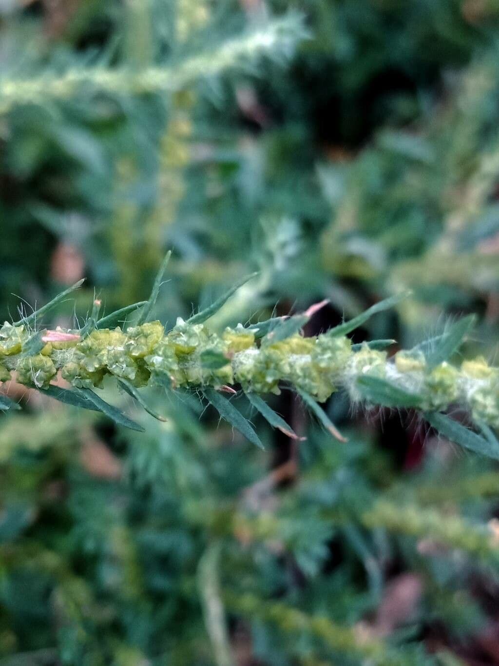 Scoparia 7