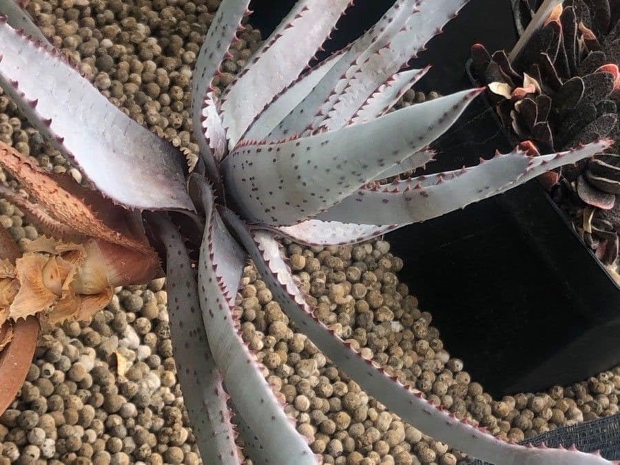 Aloe 3