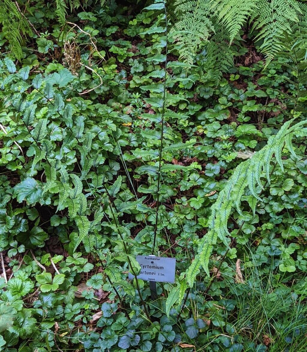 Fougère de Fortune 9