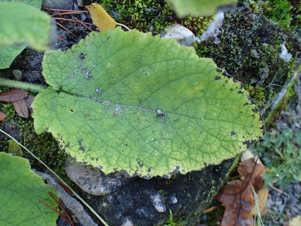 Salvia 15