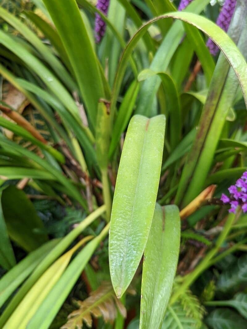 Arpophyllum 5