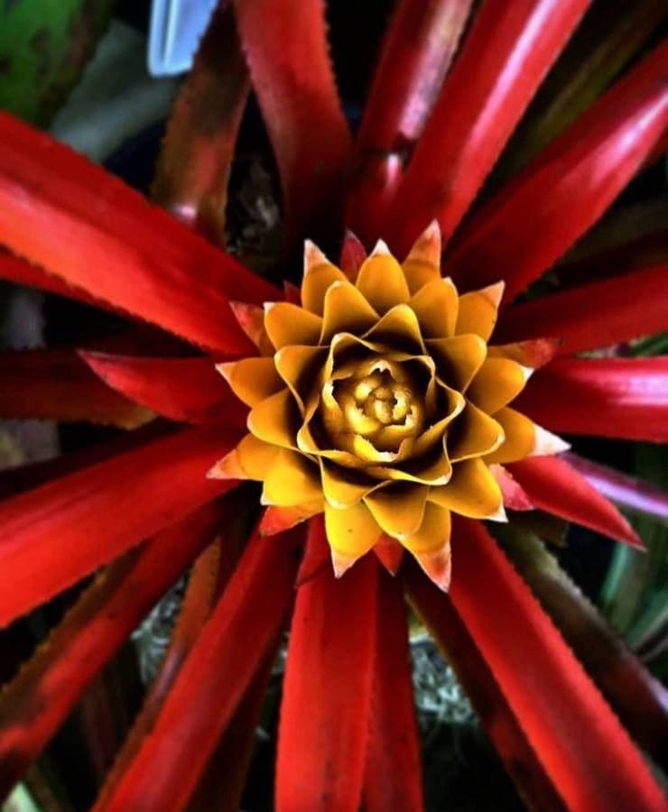 Aechmea 6