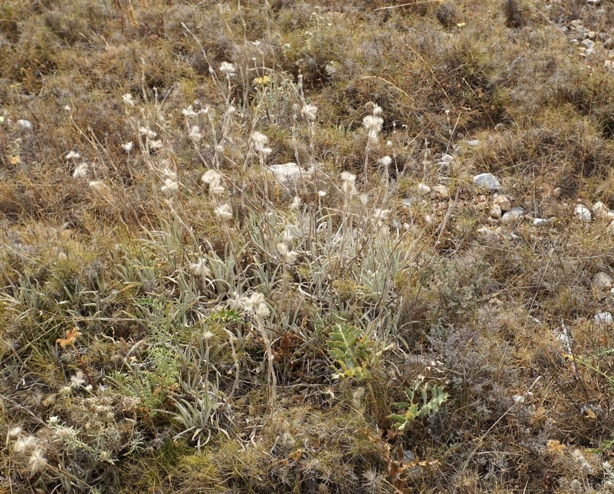 Mechera 2