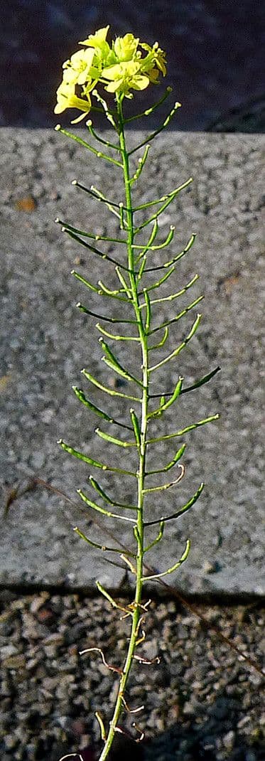 Loesels Rauke 27