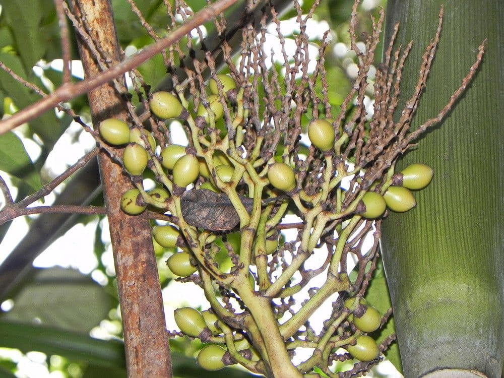 Actinokentia 5