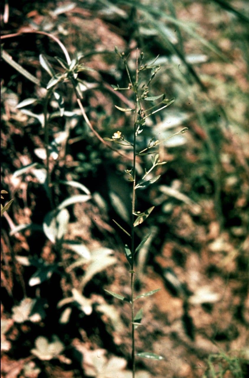 Wald-Flachs