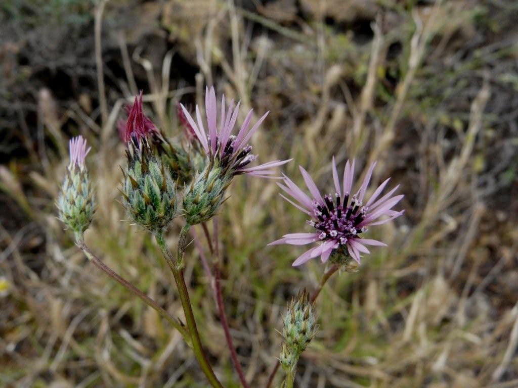 Volutaria tubuliflora 20