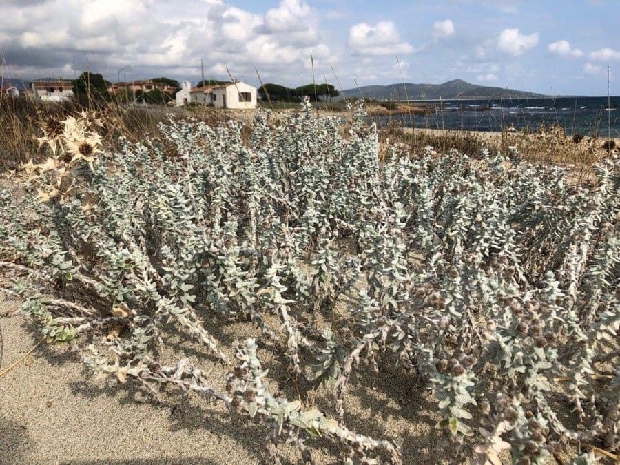 Achillea marittima 13