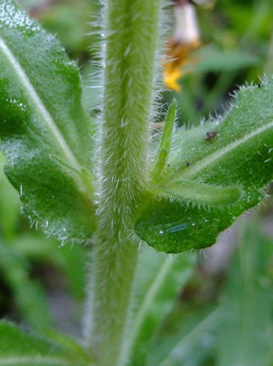Campanula spigata 19