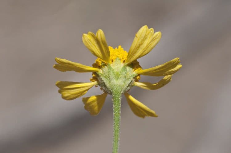Hymenoxys wonny 3
