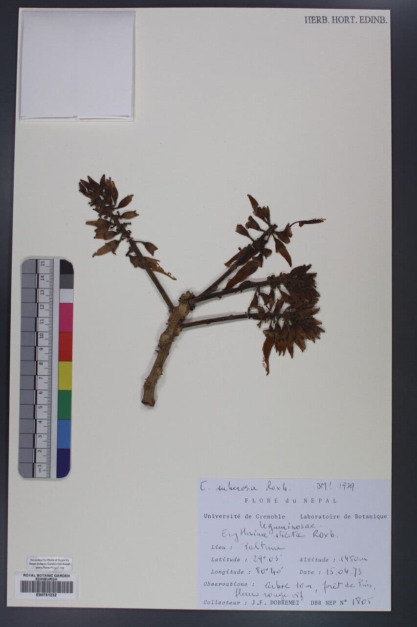 Erythrina 2