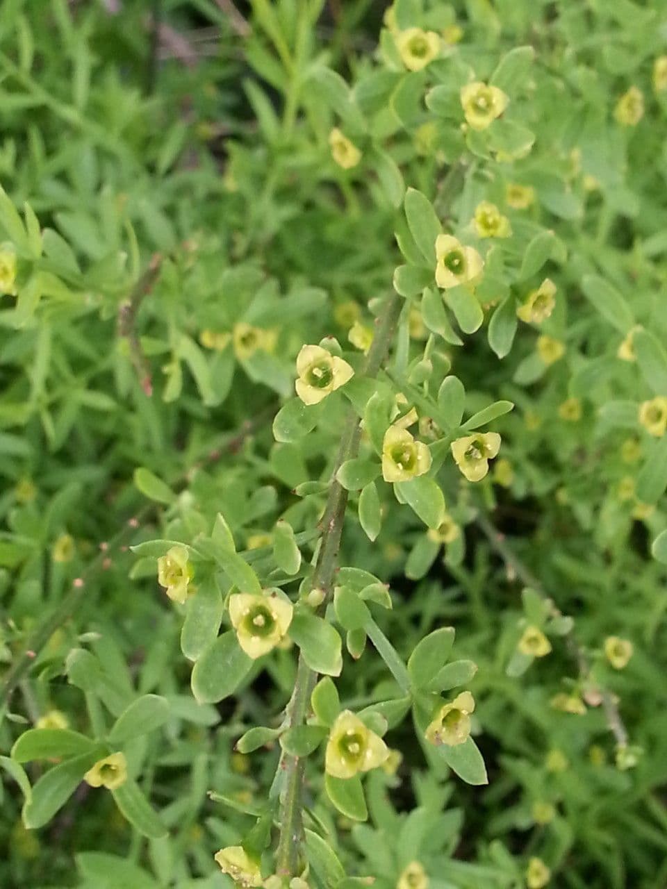 Guardalobo 28