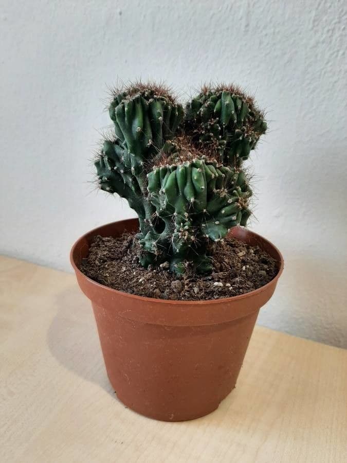 Cactus mela del Perù 11