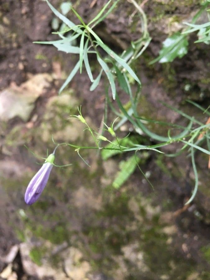 Rundblättrige Glockenblume 28