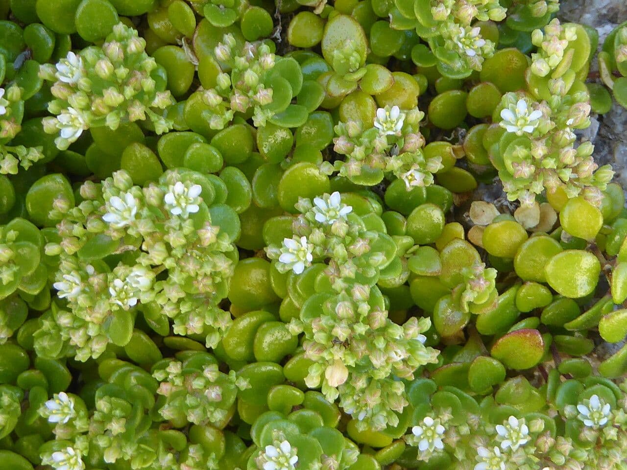 Polycarpon 5