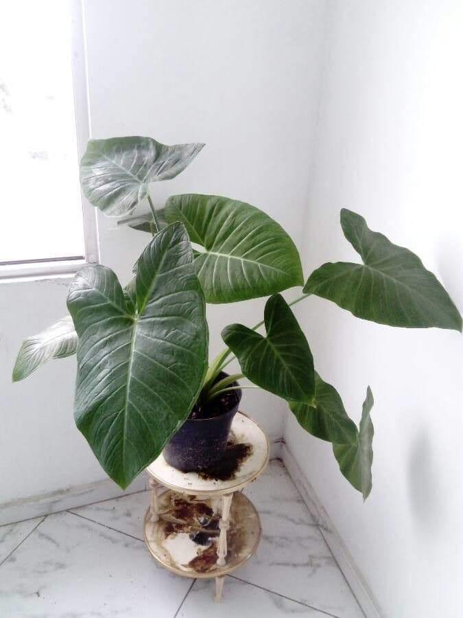 Taro 2