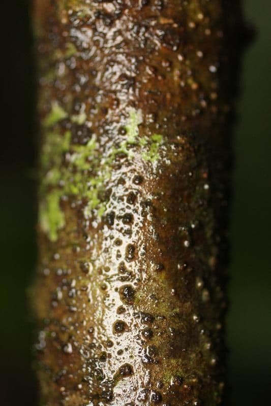 Cordia nodosa 17