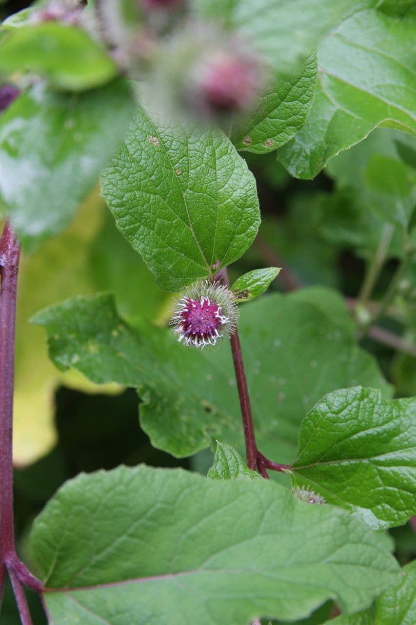 Bardana selvatica 10