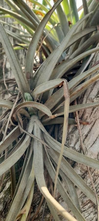 Tillandsia 11