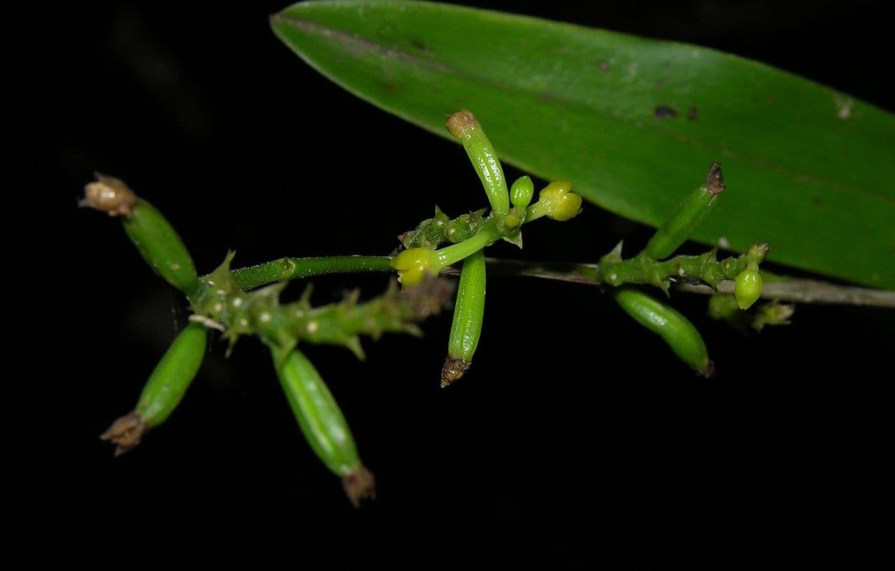 Polystachya 6