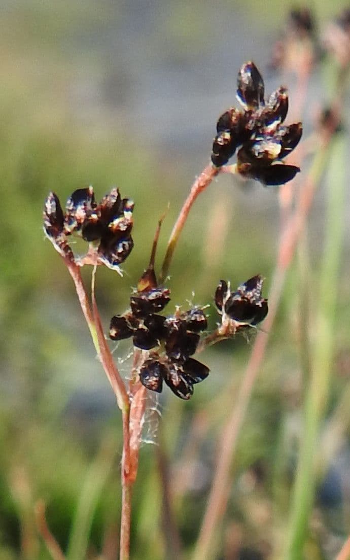Alpen-Haar-Simse 6