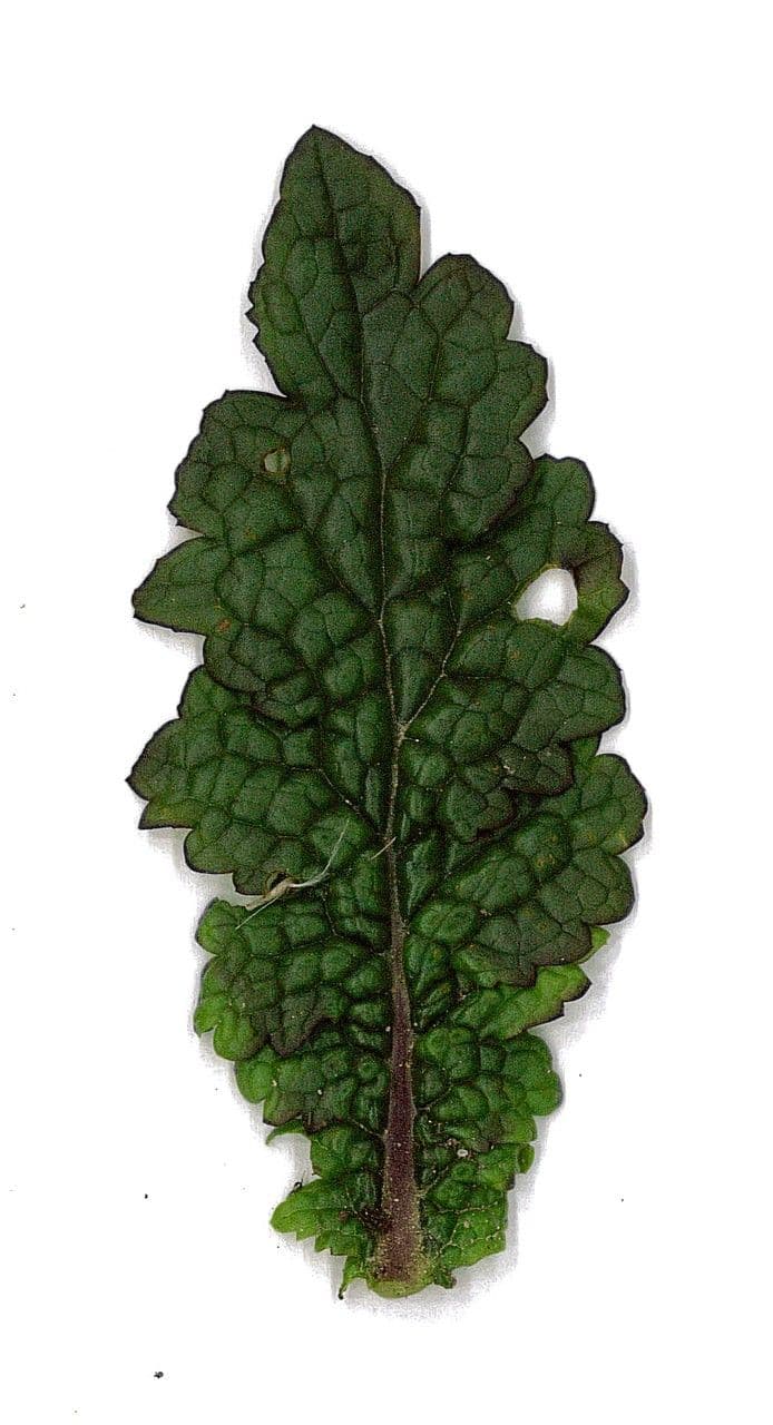 Verbasco blattaria 27