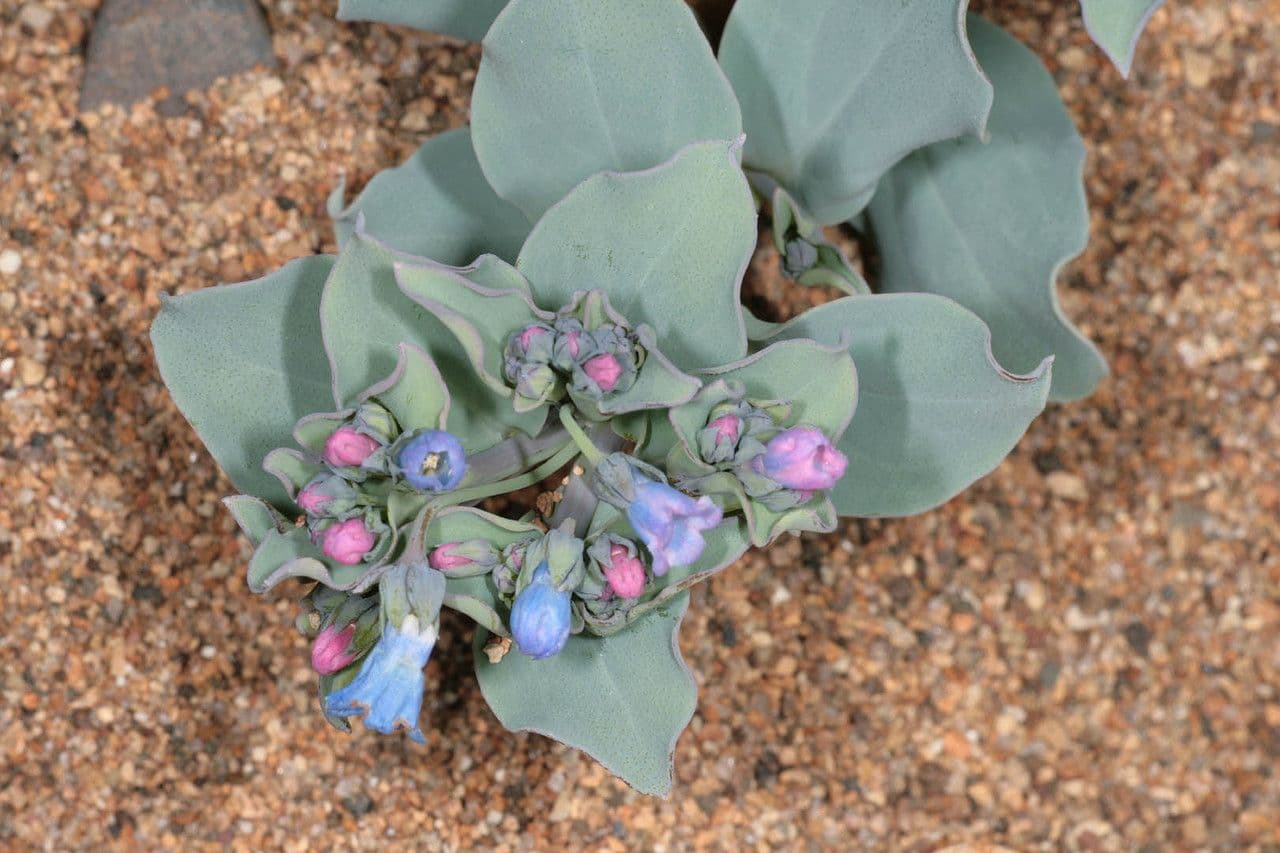 Mertensia marittima 6