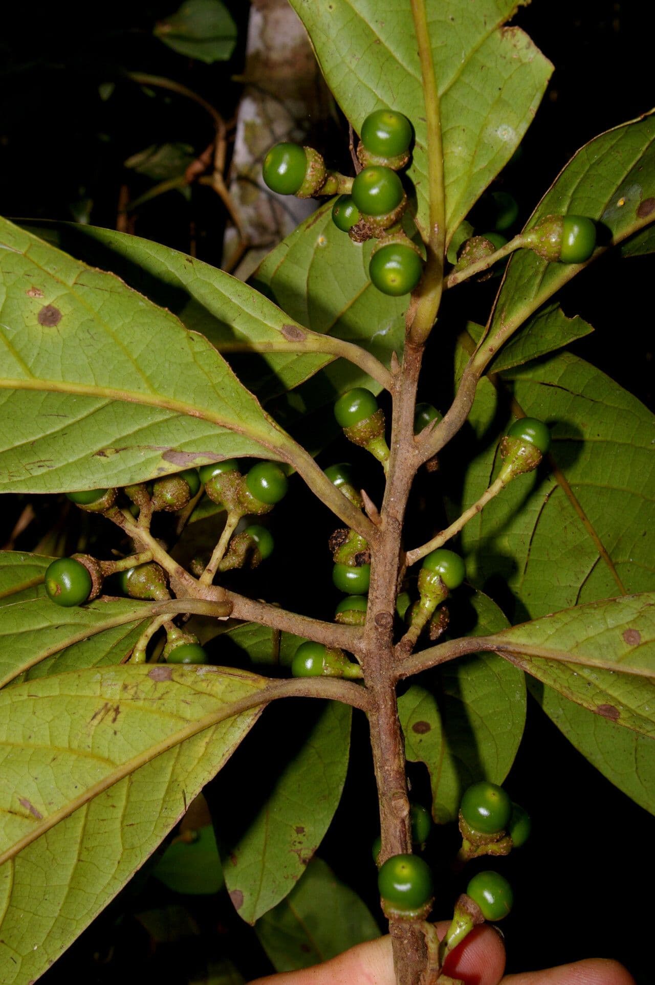 Ocotea leucoxylon 8