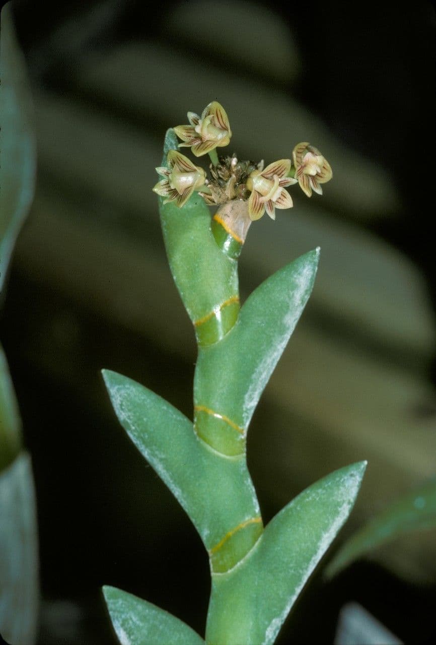 Dendrobium 2
