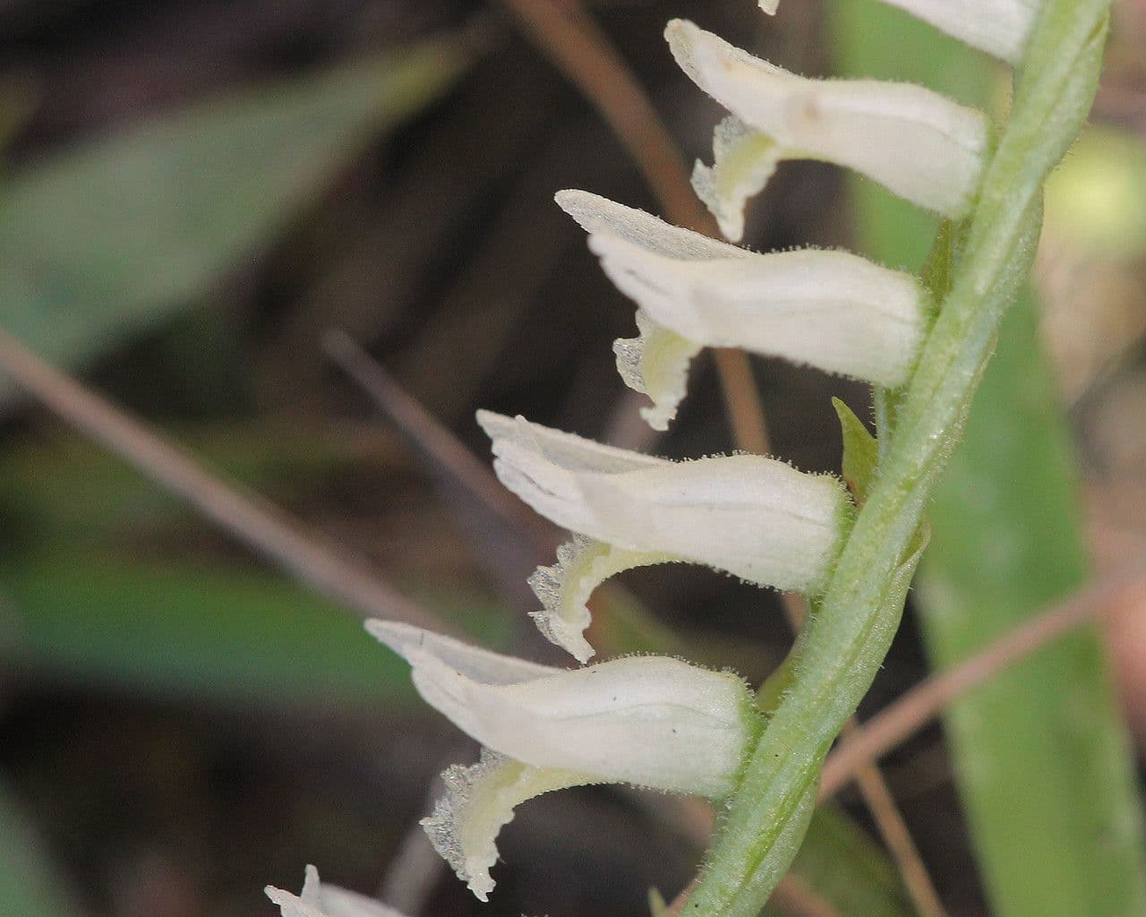 Spiranthes odorata 3