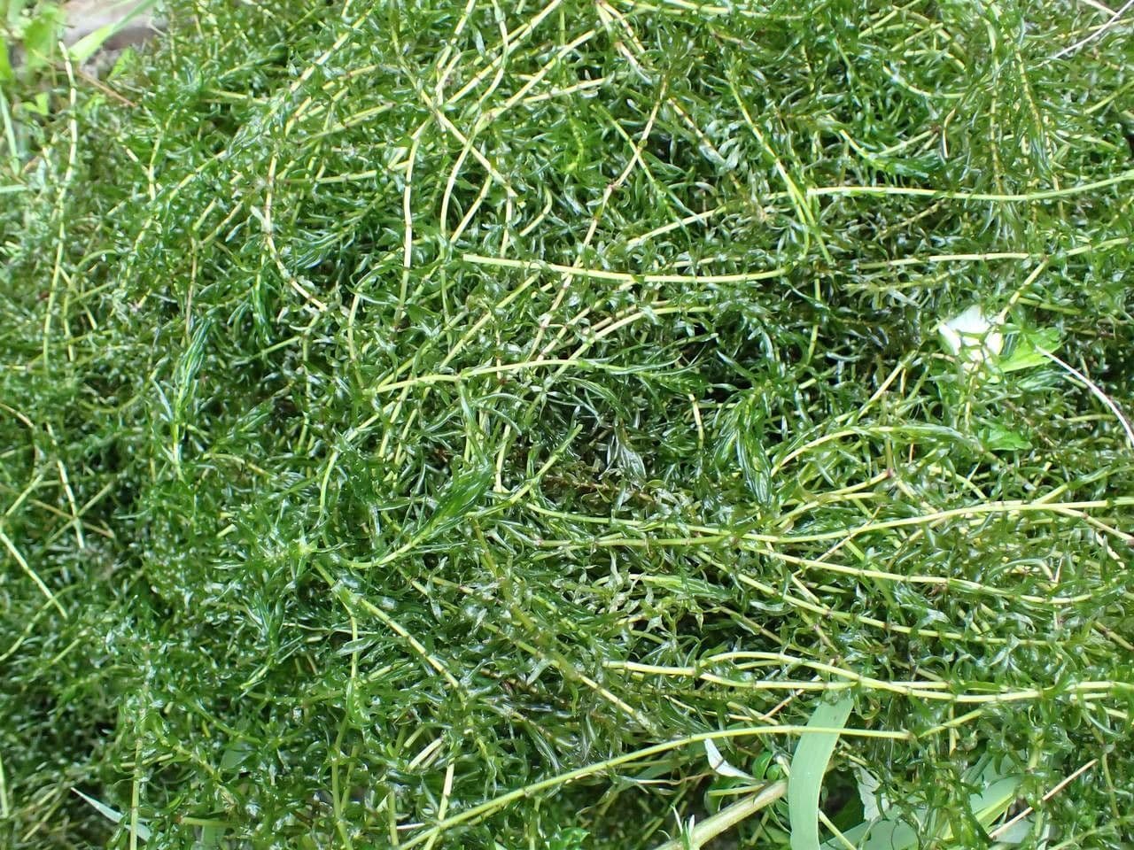 Schmalblättrige Wasserpest 4
