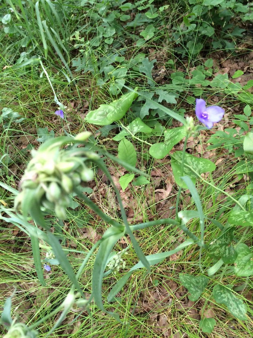 Misère d'Ohio 12