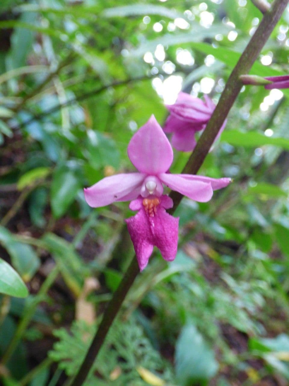 Calanthe silvatica 9