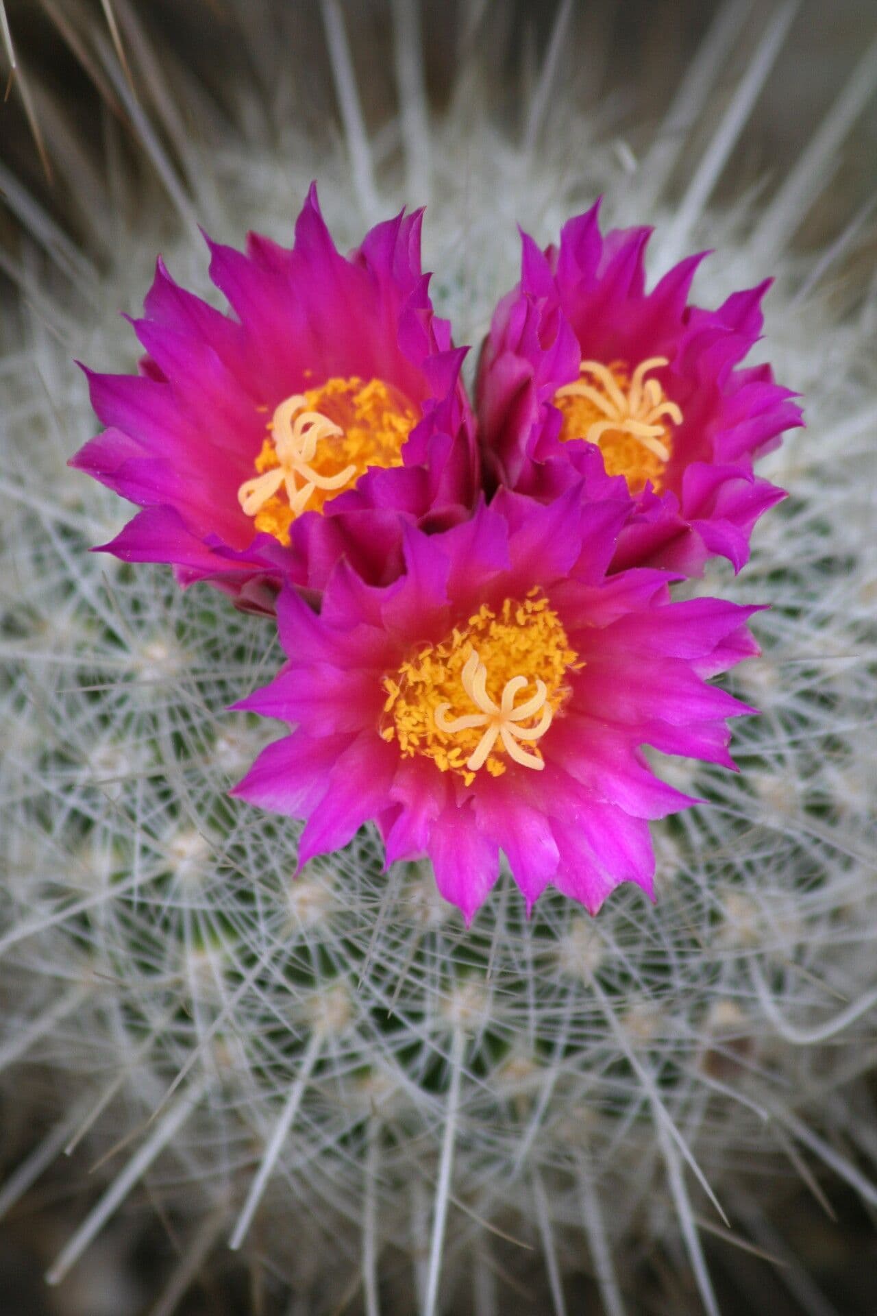 Thelocactus