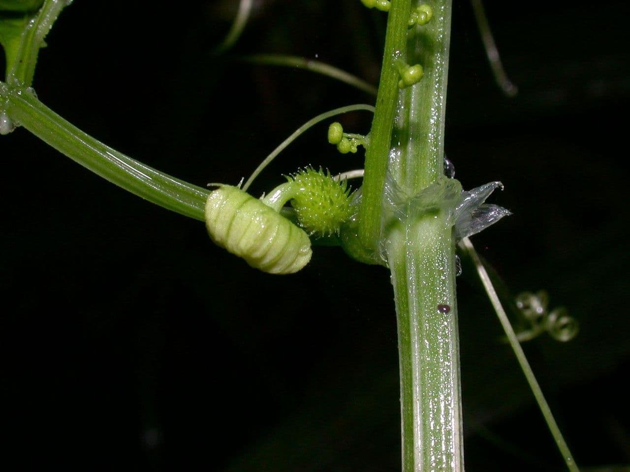 Cyclanthera 13