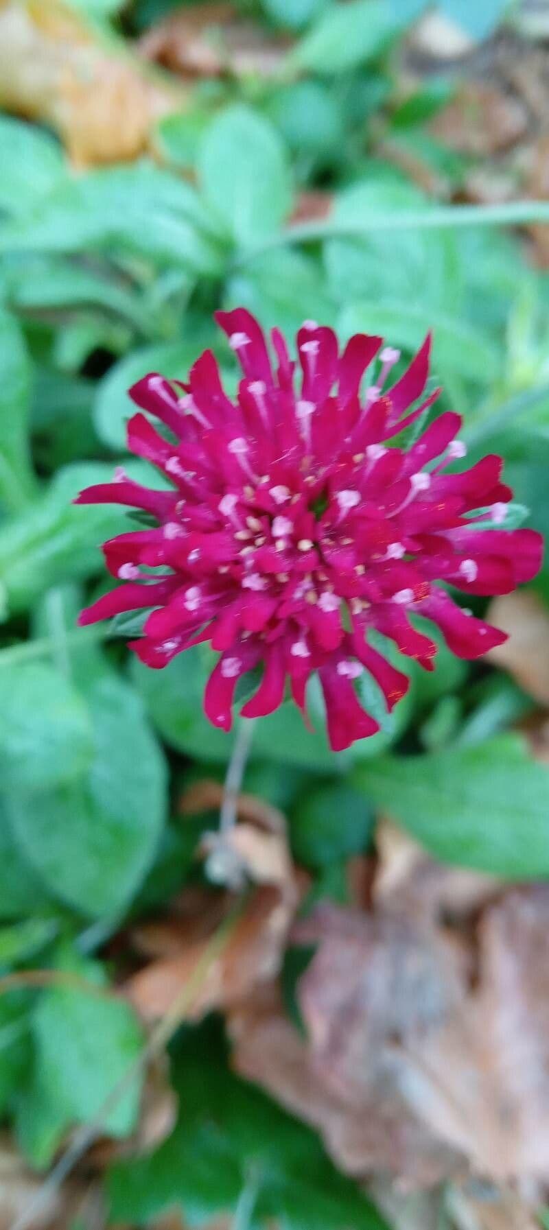 Knautia 8