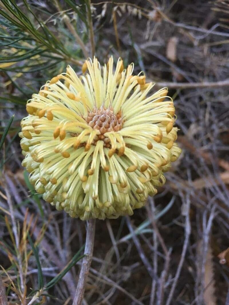 Banksia 3