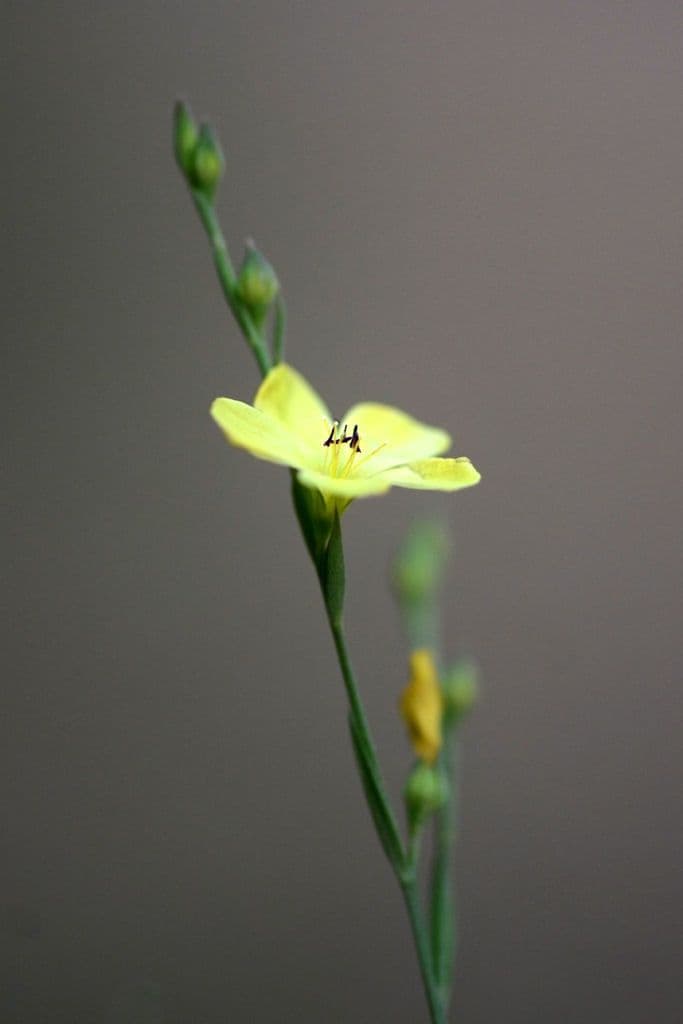 Mittlerer Lein