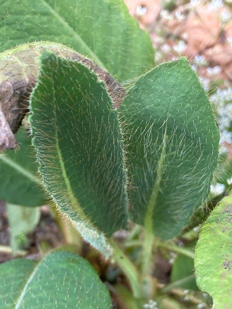 Papavero asiatico 9