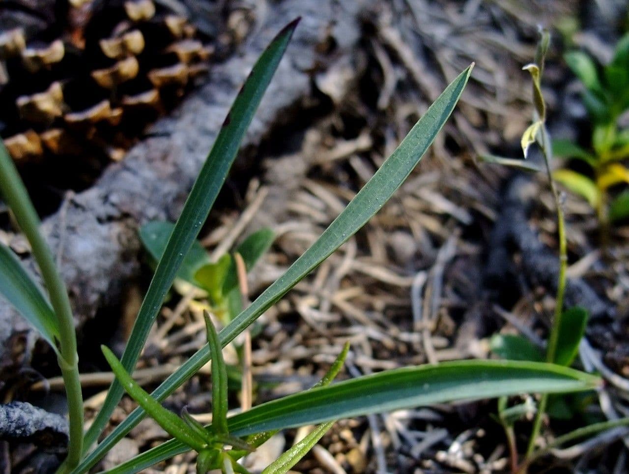 Bupleuro ranuncoloide 17