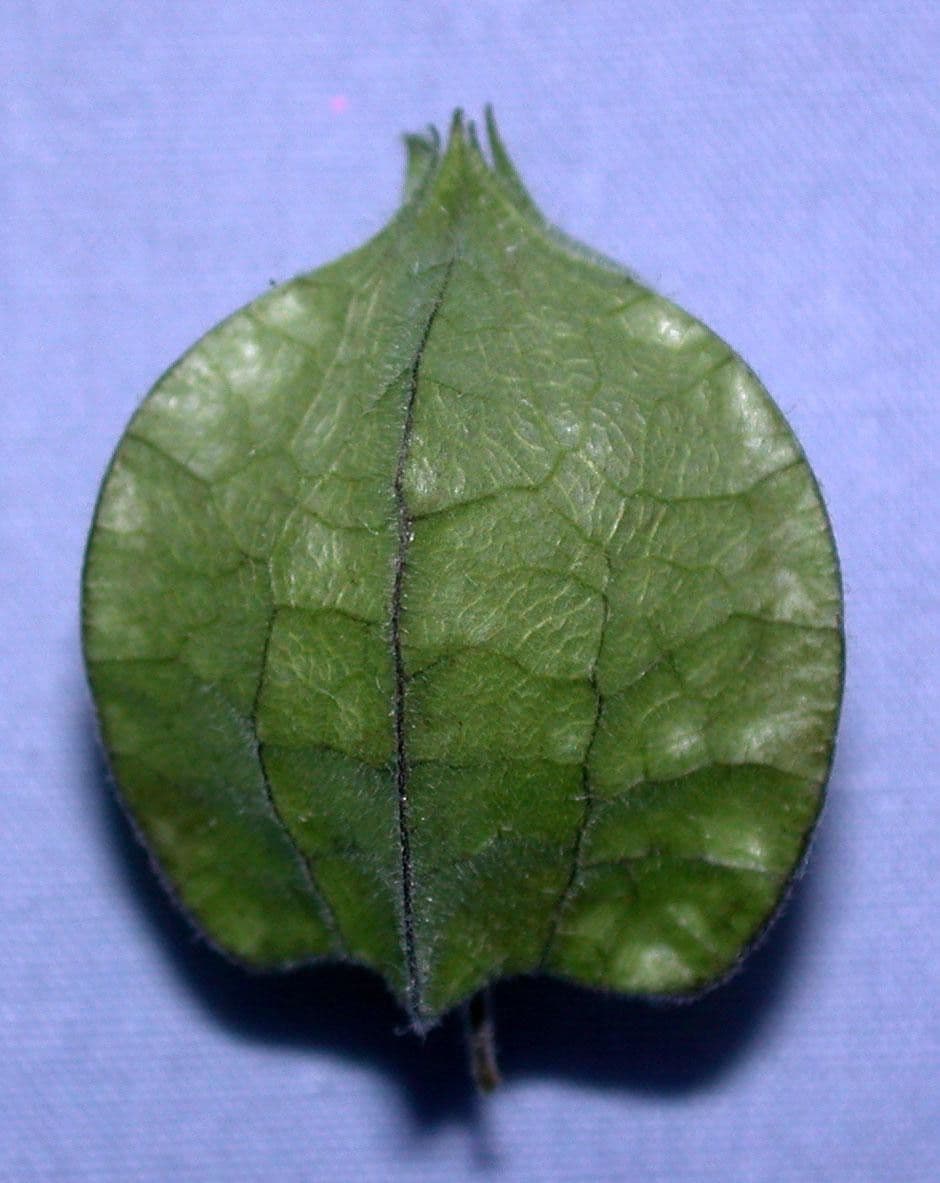 Physalis pubescent 29
