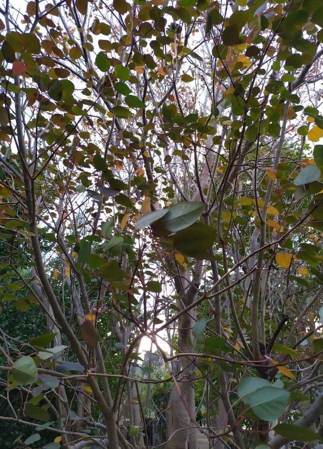 Euphorbe cotinifolia 8