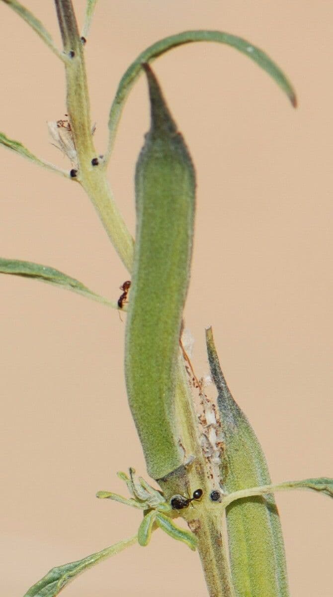 Sesamo alato