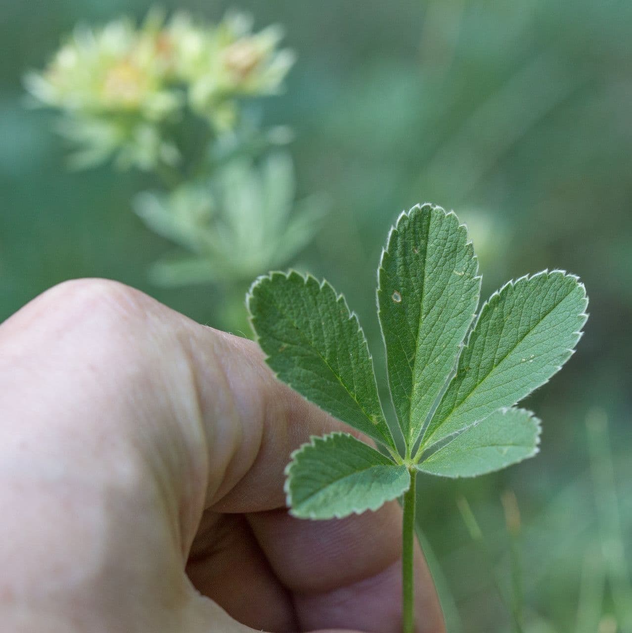 Potentilla valderiana 16