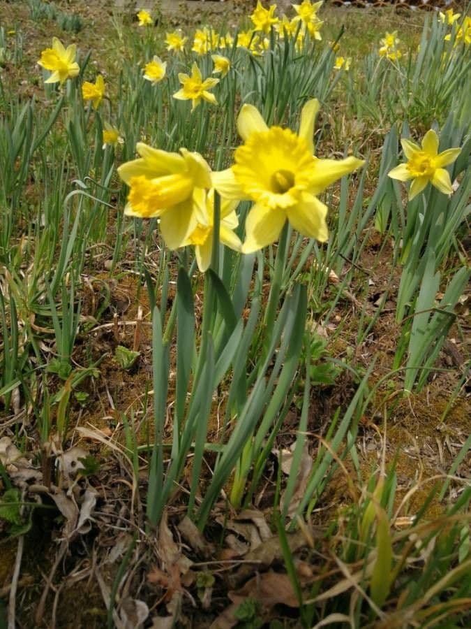 Narciso trombetta 13