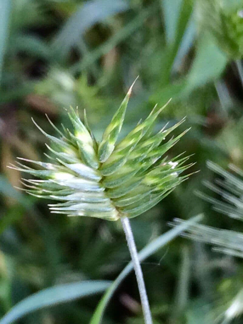 Grano farro 4