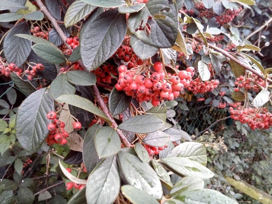 Cotoneaster di Franchet