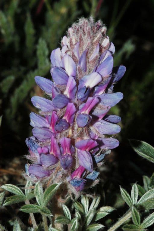 Lupinus lepidus